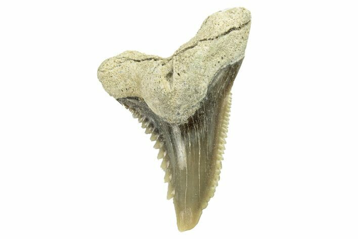 Snaggletooth Shark (Hemipristis) Tooth - Aurora, NC #257615